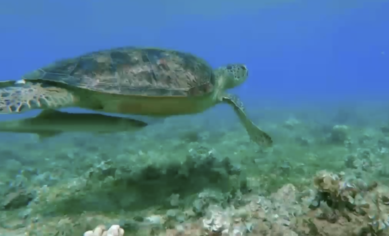 The earth in Decadence